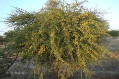 Acacia eburnea